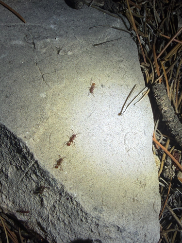 Legionary Ants