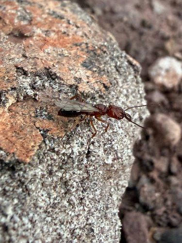 Odontomachus clarus