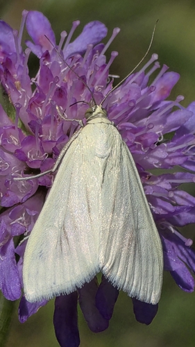 Carrot Seed Moth