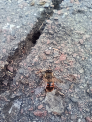 Common Drone Fly