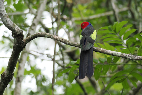 Alisterus chloropterus observed 2026-06-29