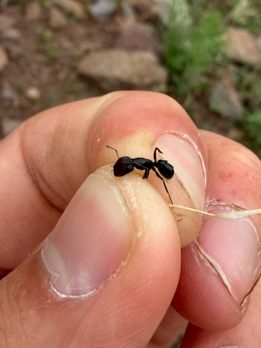 Camponotus ulcerosus