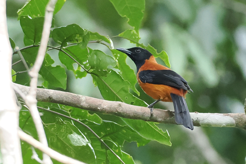 Pitohui dichrous observed 2026-06-29