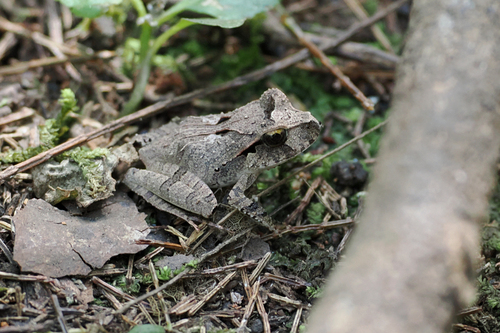 Lechriodus melanopyga observed 2026-06-29