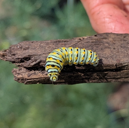 Black Swallowtail