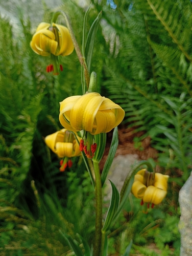 Lilium pyrenaicum, photograph 1