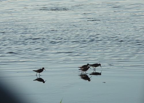 iNaturalist image