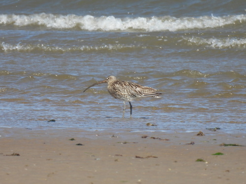 iNaturalist image