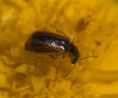 Attalus scincetus