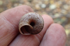 Oreohelix strigosa