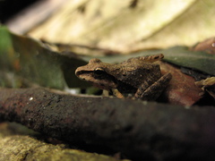 Craugastor raniformis