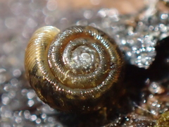 Discus whitneyi