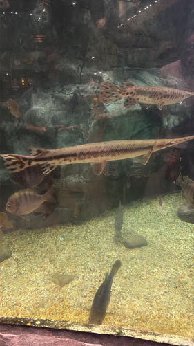 Longnose Gar
