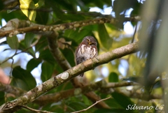 Glaucidium griseiceps