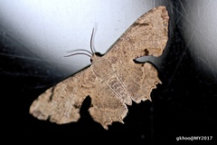 Dysaethria quadricaudata