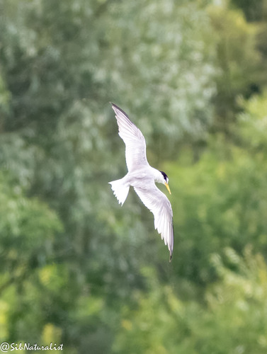 iNaturalist: (c) Leonid, some rights reserved (CC BY-NC), uploaded by Leonid iNaturalist image