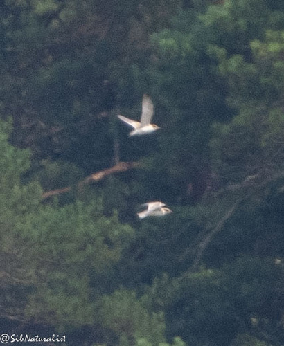 iNaturalist image