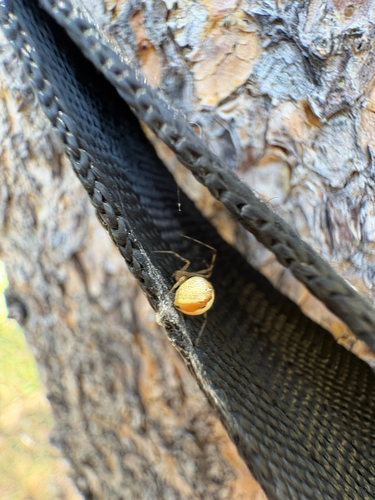 iNaturalist observation photo of Theridion