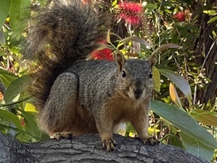 Sciurus niger