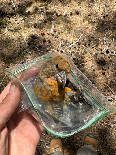 iNaturalist observation photo of Red Crossbill