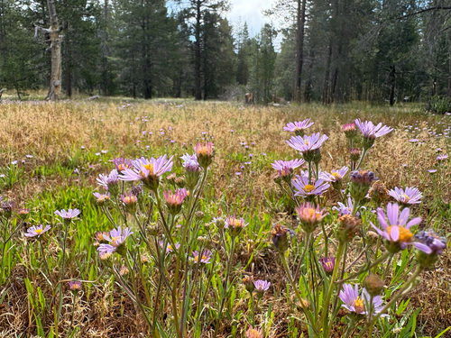 iNaturalist observation photo of western mountain aster
