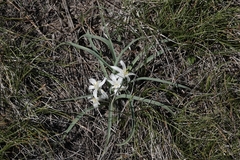 Leucocrinum montanum