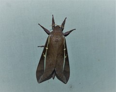 Oxycanus goldfinchi