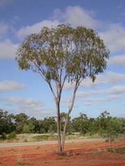 Corymbia brachycarpa
