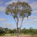 Corymbia brachycarpa - Photo (c) Dean Nicolle, some rights reserved (CC BY-NC), uploaded by Dean Nicolle