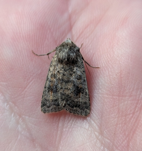 Mottled Rustic photo 5