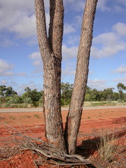Corymbia brachycarpa