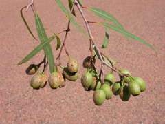 Corymbia brachycarpa