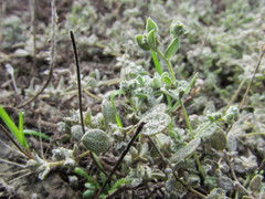 Atriplex buchananii