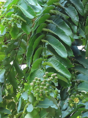 Duabanga grandiflora