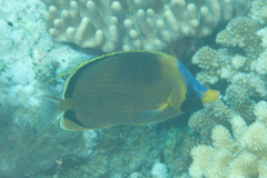 Chaetodon semeion