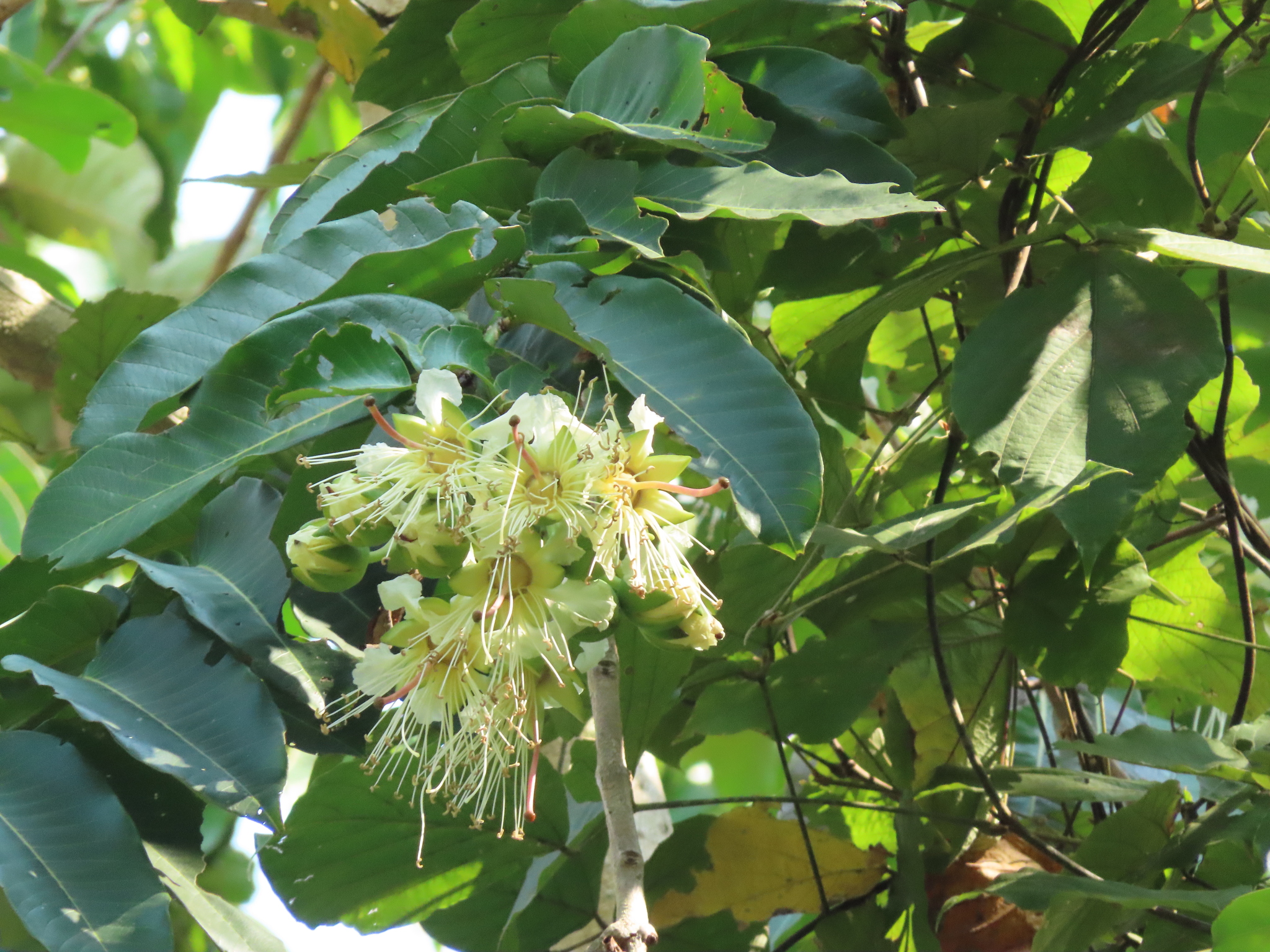 Duabanga grandiflora (Roxb. ex DC.) Walp.