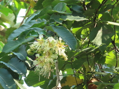 Duabanga grandiflora