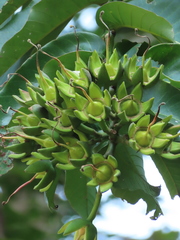 Duabanga grandiflora