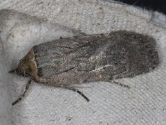 Spaelotis unicava