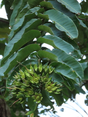 Duabanga grandiflora