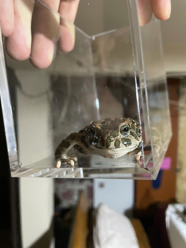Green Toad