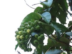 Duabanga grandiflora