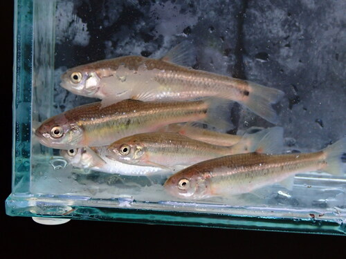 Flame Chub (Hemitremia flammea) — Cyprinidae — 4