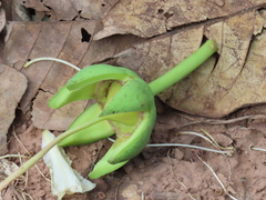 Duabanga grandiflora