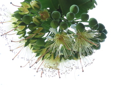 Duabanga grandiflora