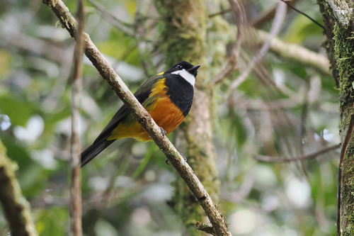 Pachycephala schlegelii observed 2026-06-30