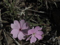 Phlox woodhousei