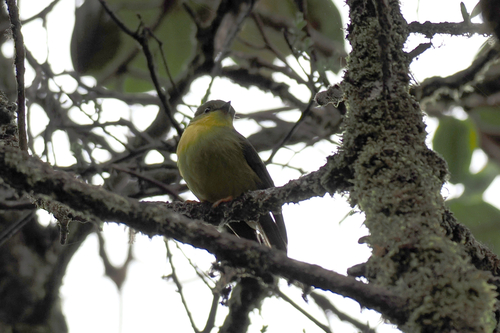 Microeca papuana observed 2026-06-30