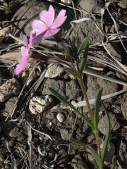 Phlox woodhousei