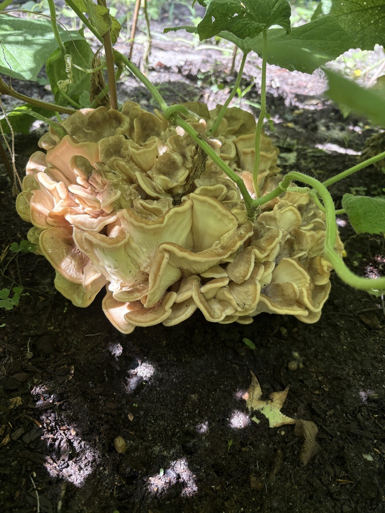 Black-staining Polypore · July 2026 · photo: Photo: (c) ecovore, some rights reserved (CC BY) · iNaturalist